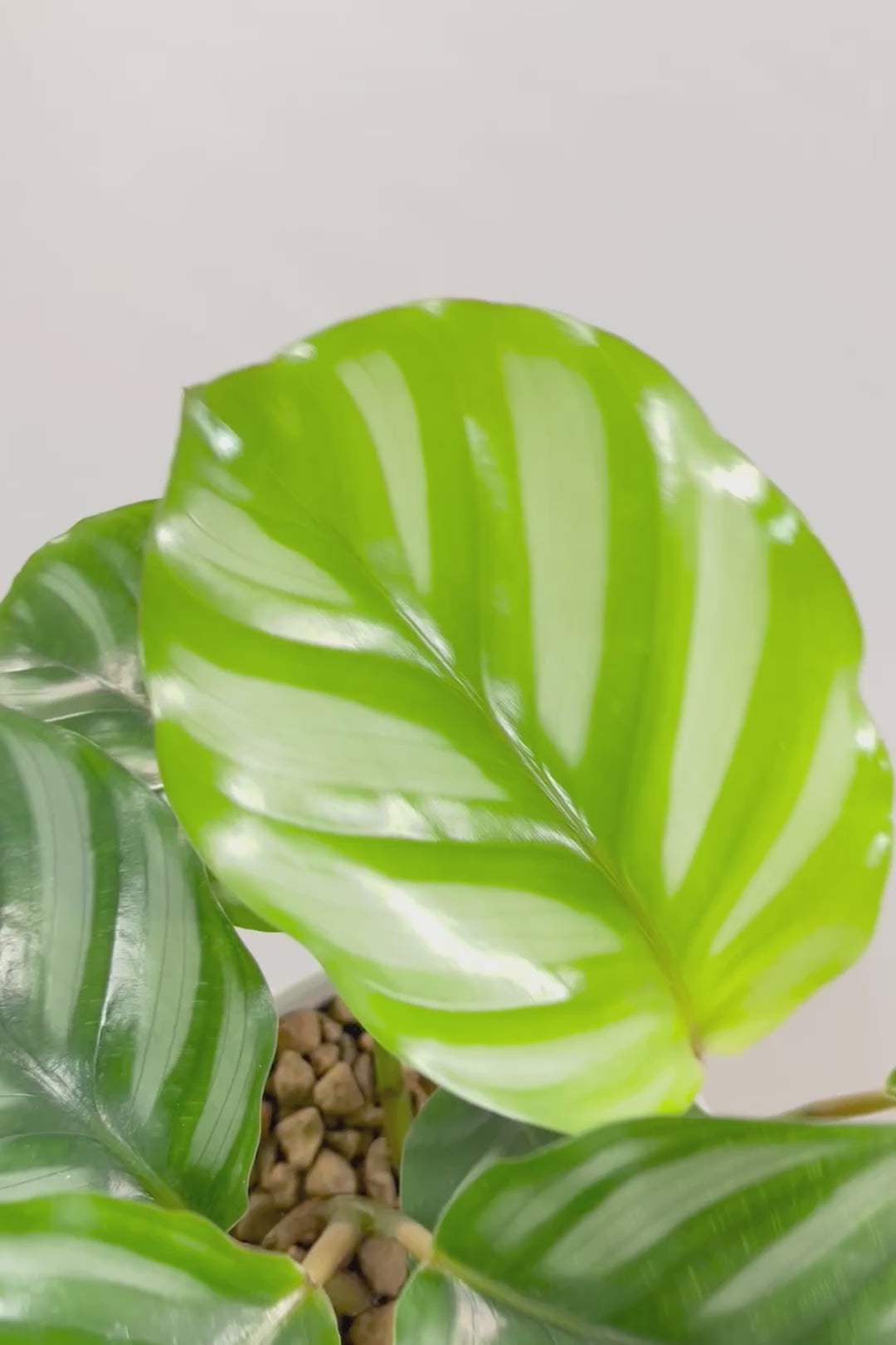 【カラテア ベサール】ラストの1鉢です！オービフォリアに似ていますがよりシンプルな模様が素敵！