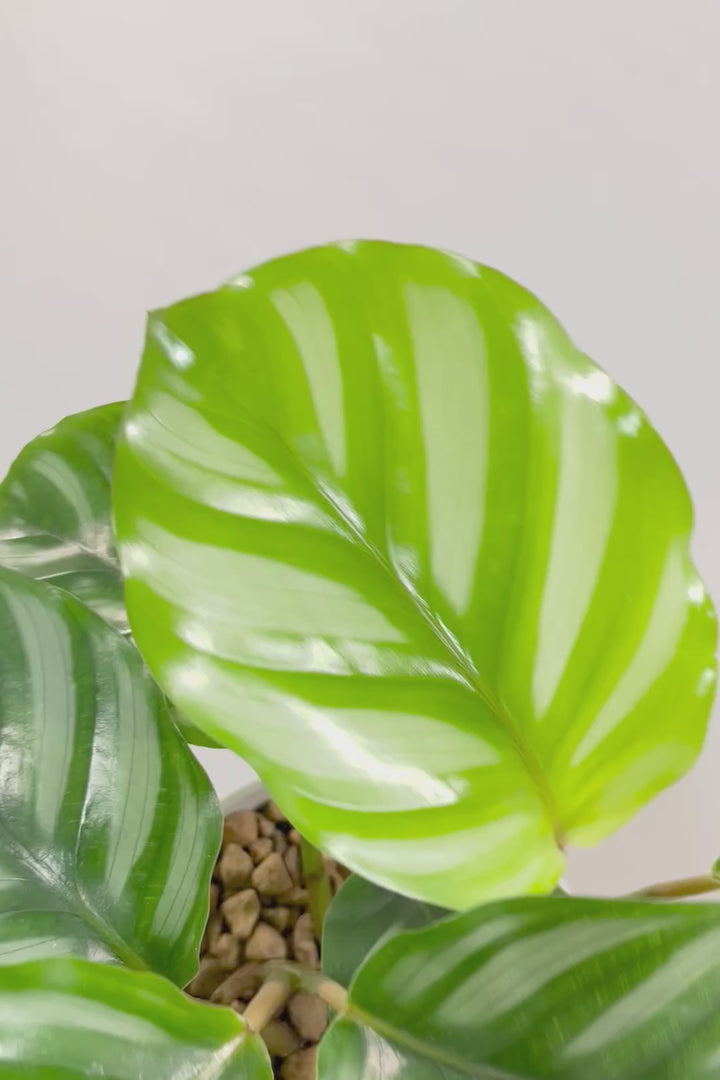 【カラテア ベサール】ラストの1鉢です！オービフォリアに似ていますがよりシンプルな模様が素敵！