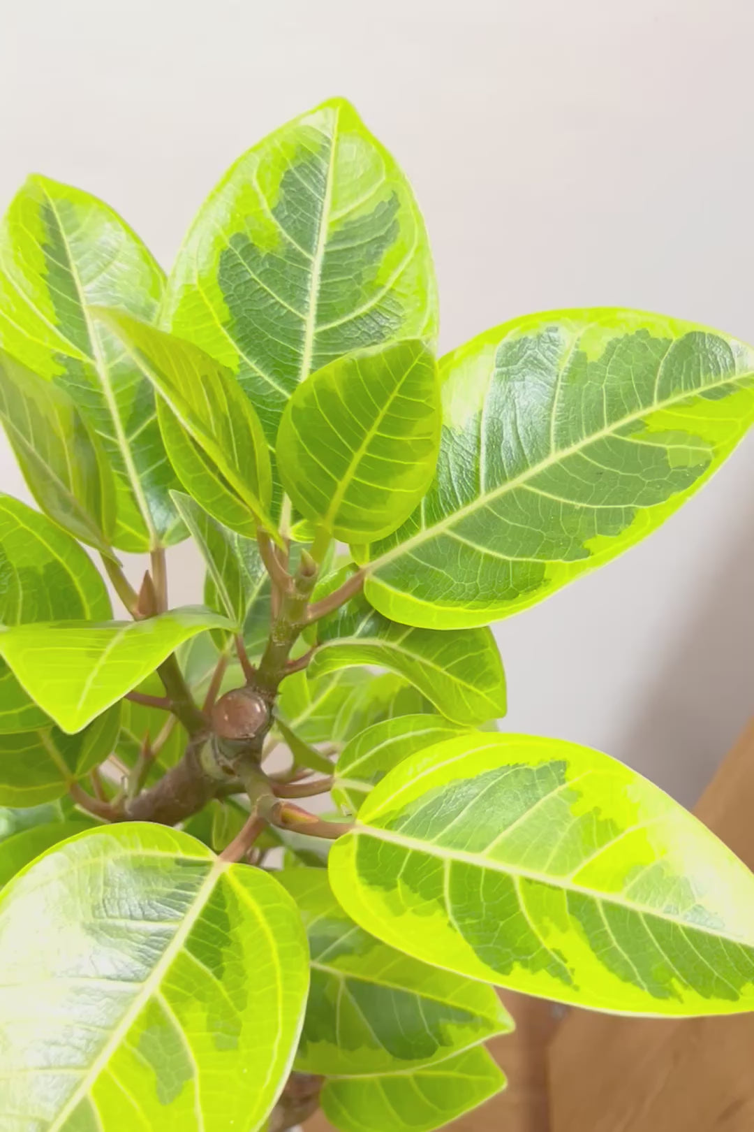 【アルテシマ】軽量なポリプロピレン製のPOT！沖縄で育てられたしっかりとした樹形！仕入れの際に葉付きのイイものを選んできました！