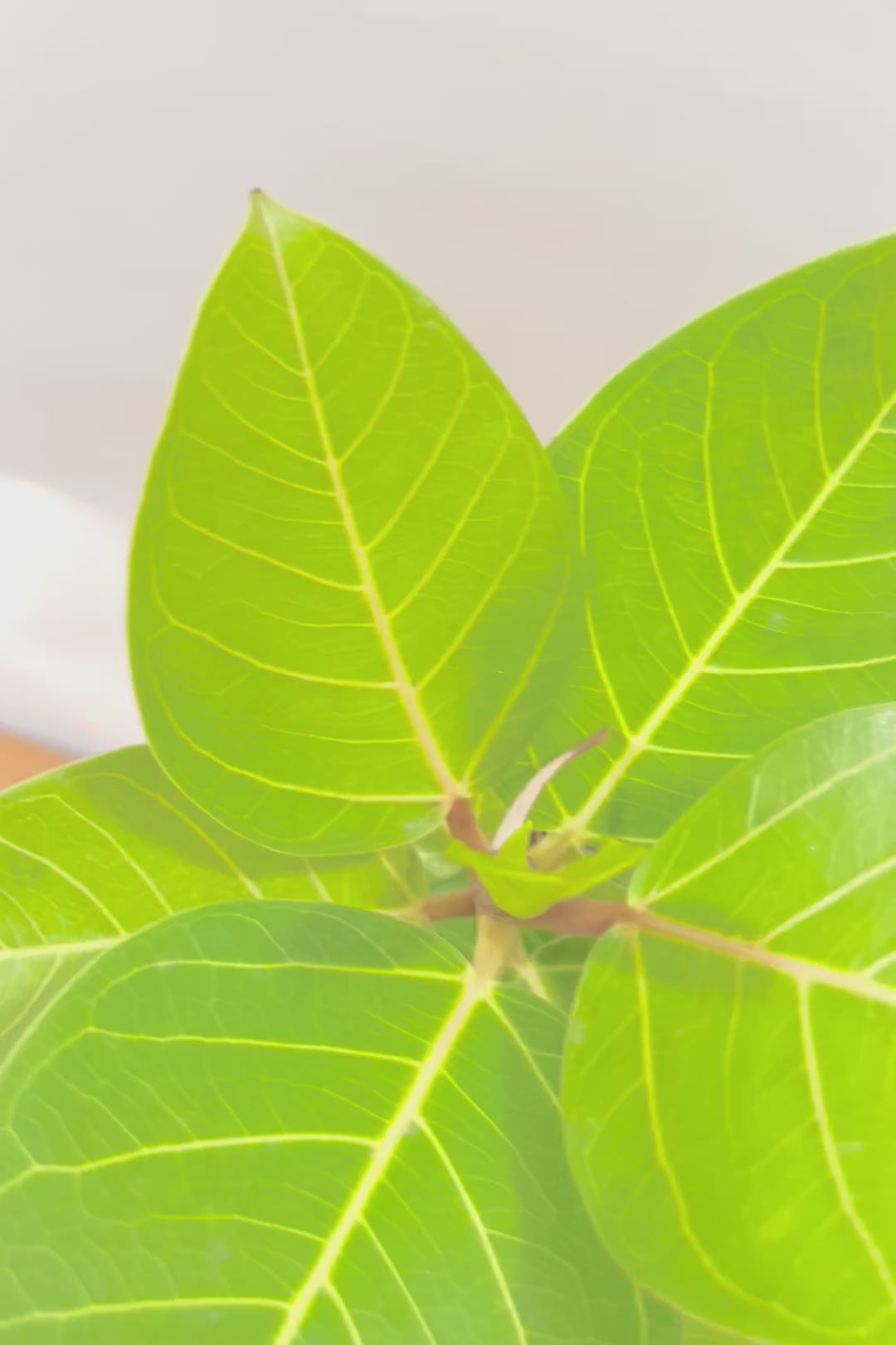 【フィカス ゴールド】名前の通り輝かしい葉色。かなり年季の入った幹ですのでカッコいいですよ！