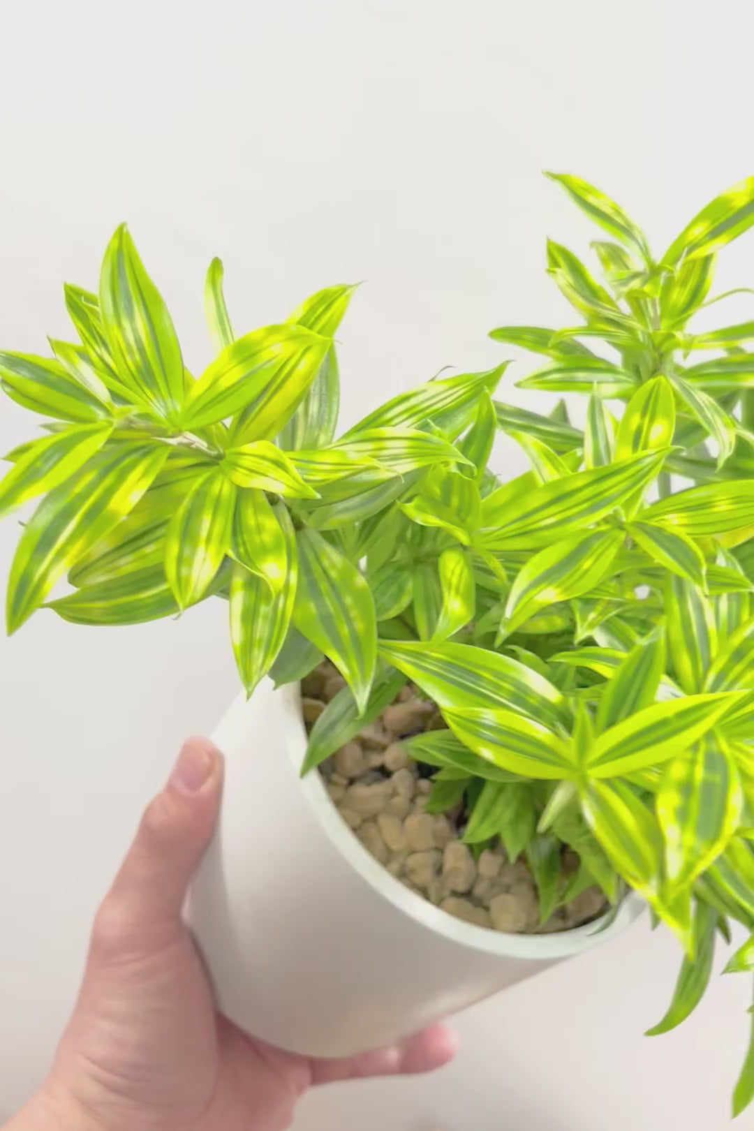 【ドラセナ スルクロサ ファニータ】木漏れ日のように映える葉っぱの模様。とても面白い葉色の植物だと思います！これはきれいだと思います！