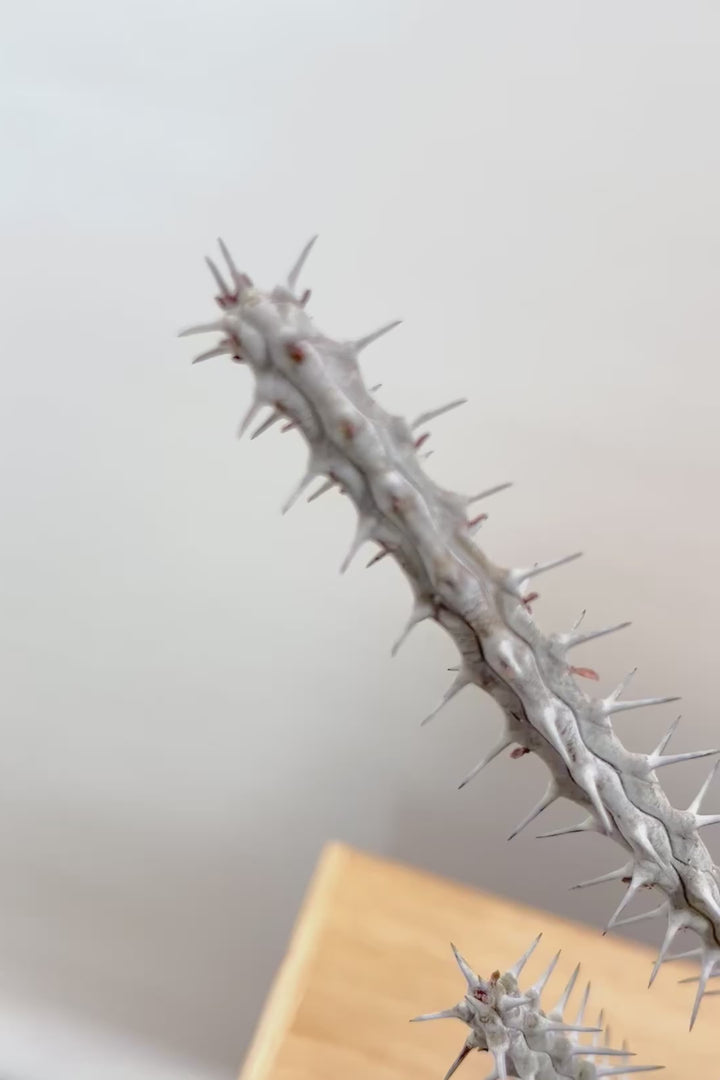 【アローディア】骨骨しいとてもワイルドで個性的な植物です!水やりが少なくて良い観葉植物です！