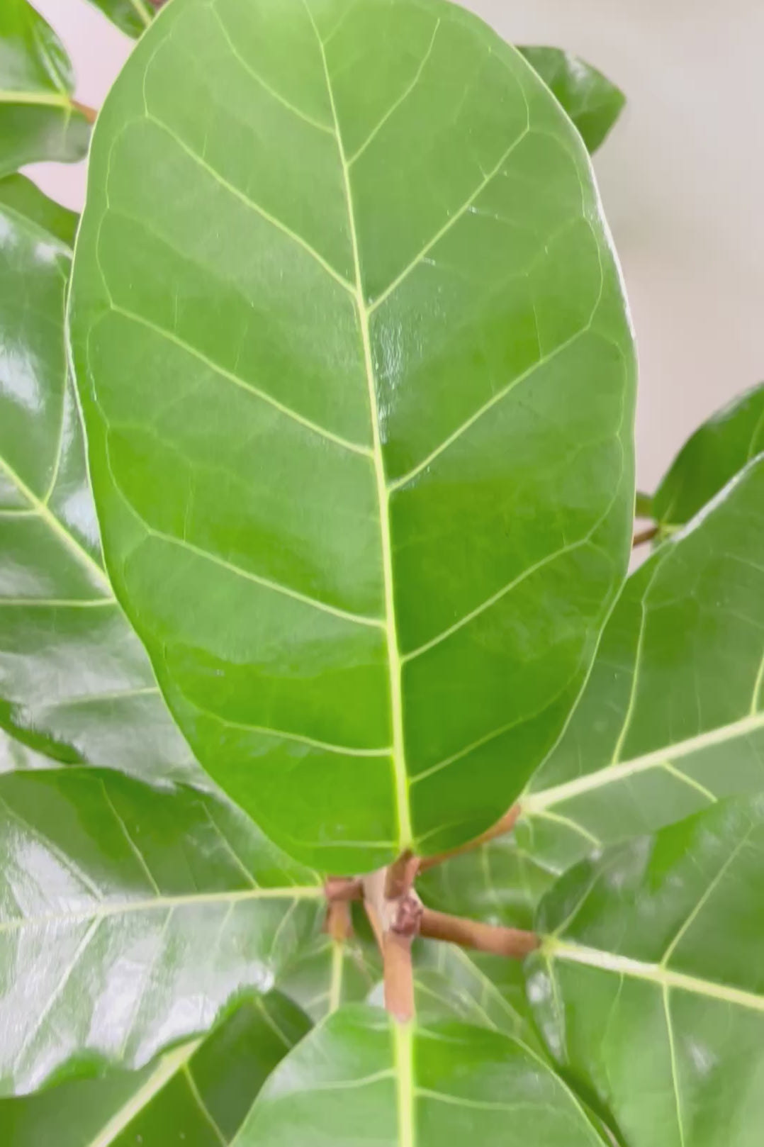 【フィカス アフリカンプリンス】このサイズは圧巻です！なかなか出回らない希少なゴムの木。大きな肉厚の葉が特徴です！