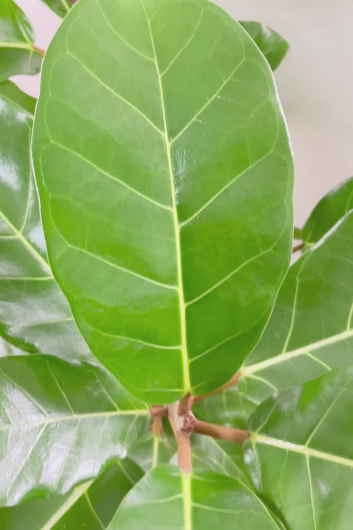 【フィカス アフリカンプリンス】このサイズは圧巻です！なかなか出回らない希少なゴムの木。大きな肉厚の葉が特徴です！
