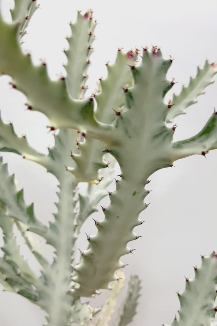 【ユーフォルビア ラクティア ホワイトゴースト】このボリュームのある樹形はラスト１鉢！名前の通りホワイトの幹肌がとても美しい！意外と育てやすい！