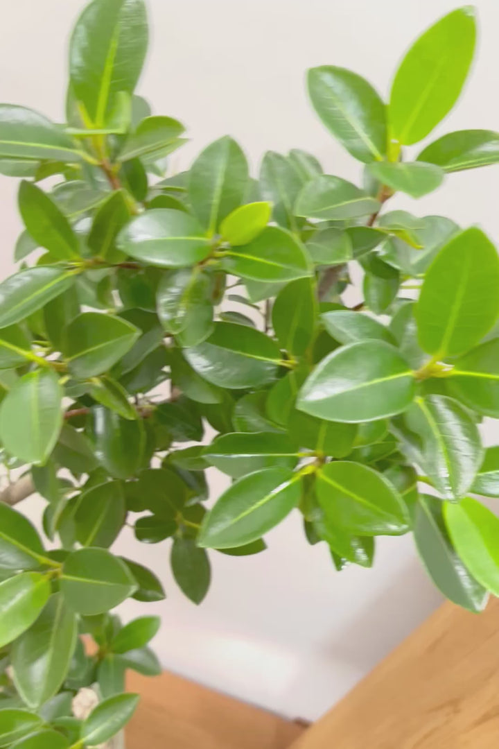 【フランスゴム】とても程よいサイズ感！幹のカーブも素晴らしいおすすめの逸品です！