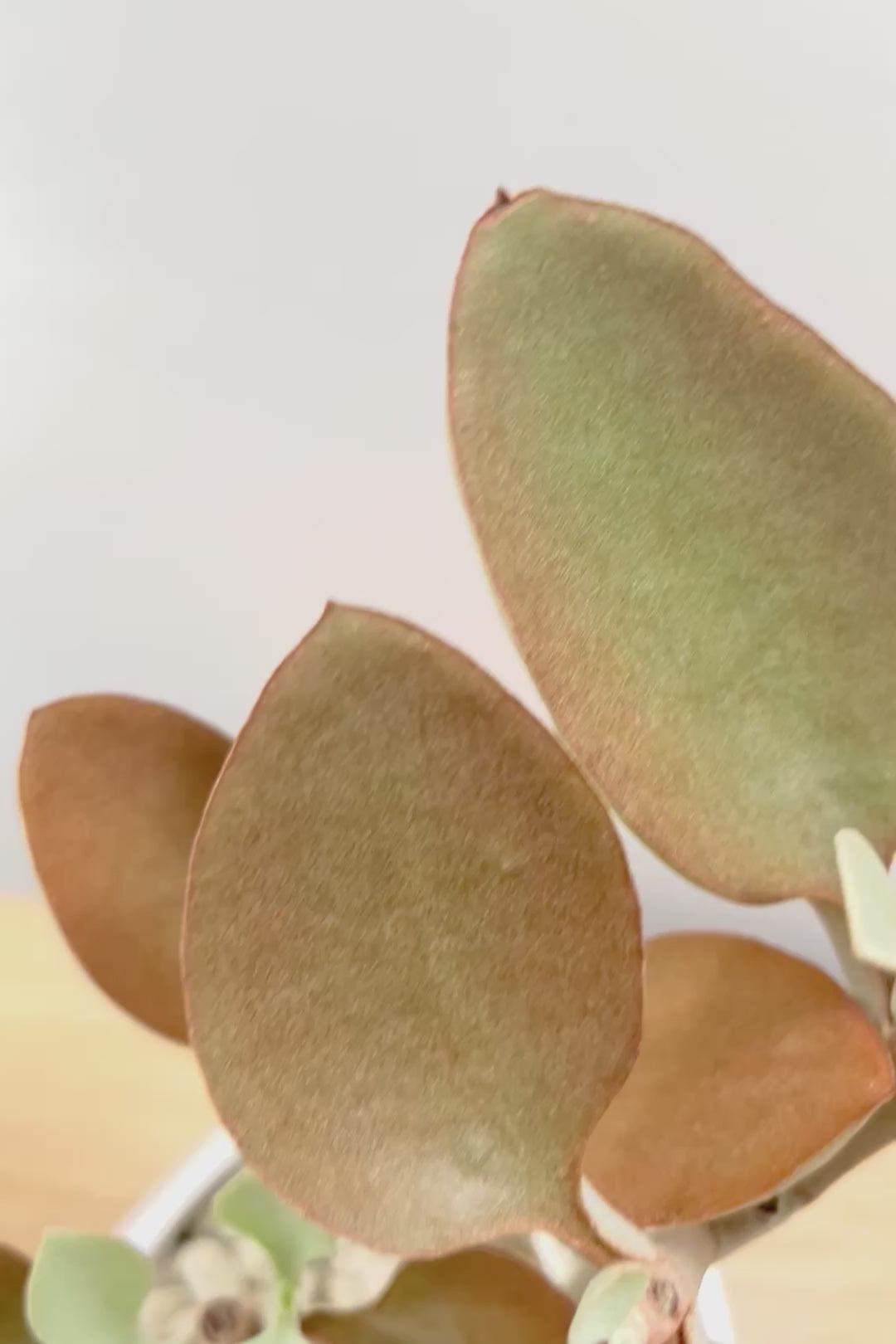 【カランコエ オルギアリス】美しいブロンズリーフが特徴的。とにかく樹形が素晴らしいです！いいサイズ感です！