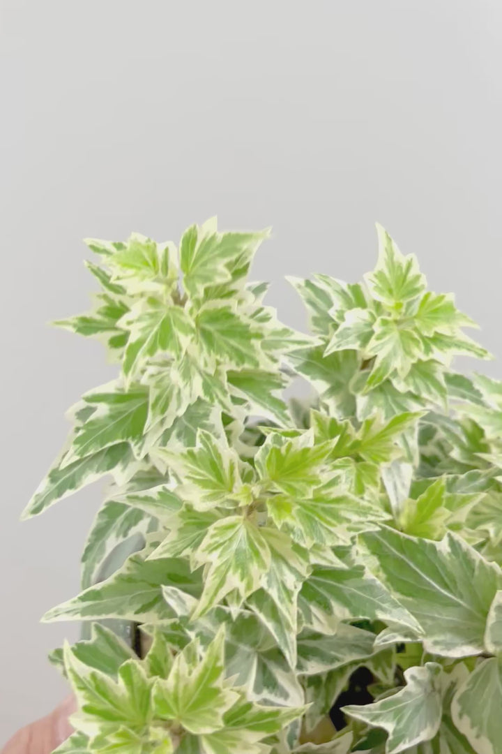 【アイビー リトルスター】とても爽やかで愛くるしい葉♪暑さ寒さにとても強く丈夫な観葉植物です