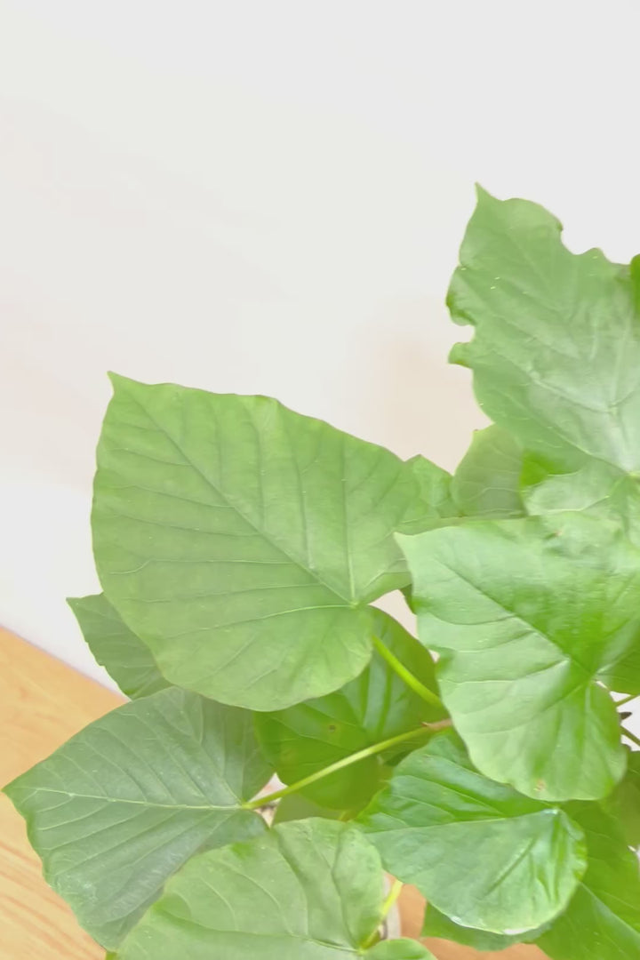 【ウンベラータ】※幹に傷有のため特価！生長には問題ありません。あくまで見た目の問題だけです！