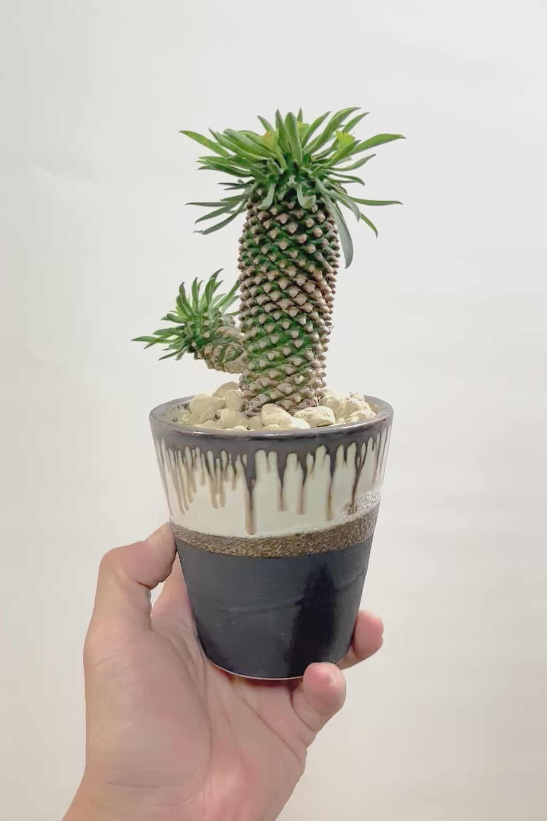 【ユーフォルビア 怪魔玉】パイナップルのような個性的なフォルムの多肉植物！枝ぶりがかわいい子を選んできました！
