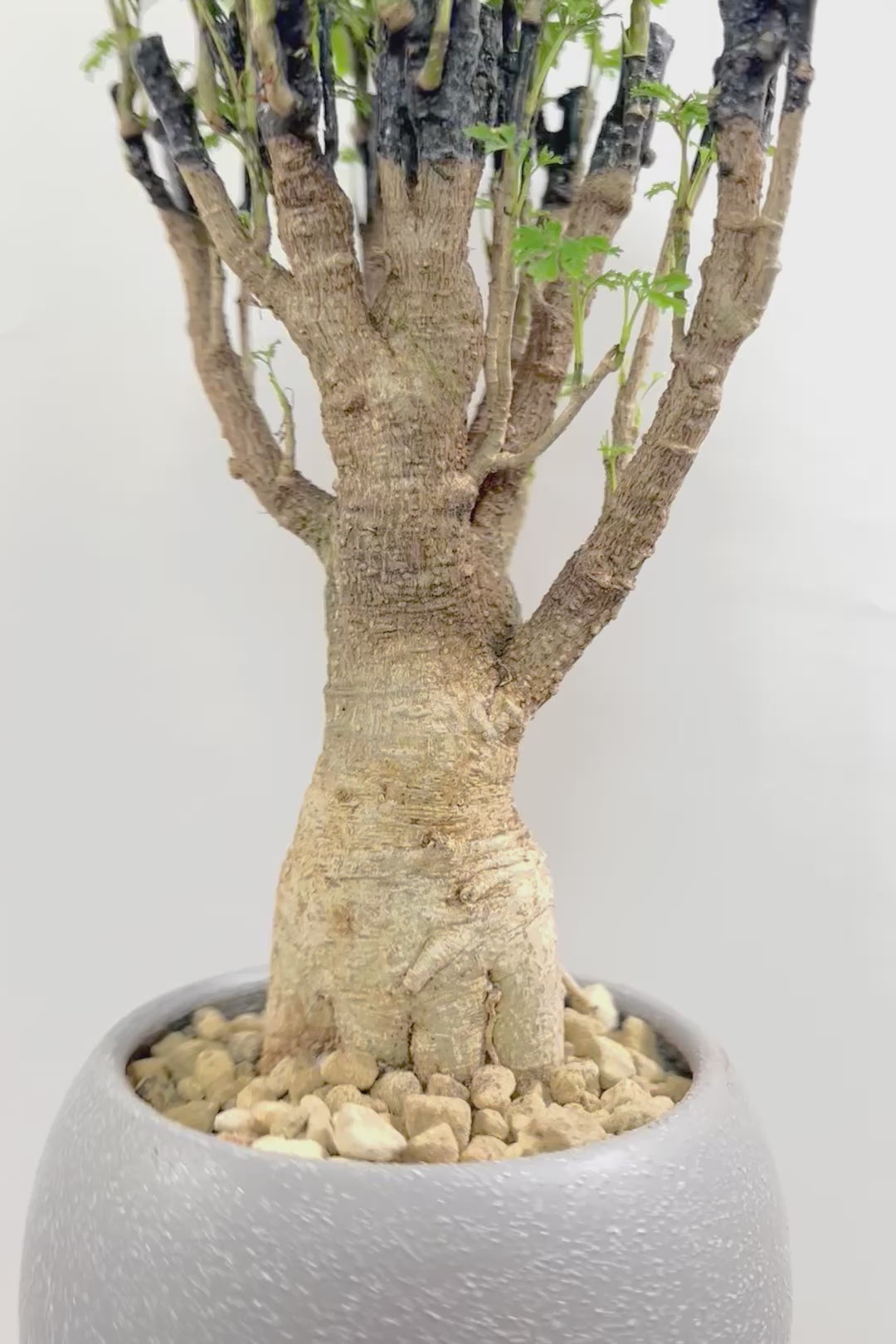 【ポリシャス パセリ】タイトだけどワイルドな幹。温暖な鹿児島県でじっくりと育てられました！細やかな葉っぱとゴリゴリの幹が素敵！