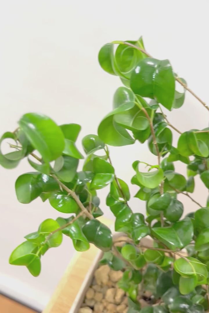 【ベンジャミン バロック】かわいい長方形のプラスチックPOT。人気のスタイルが再入荷しました！