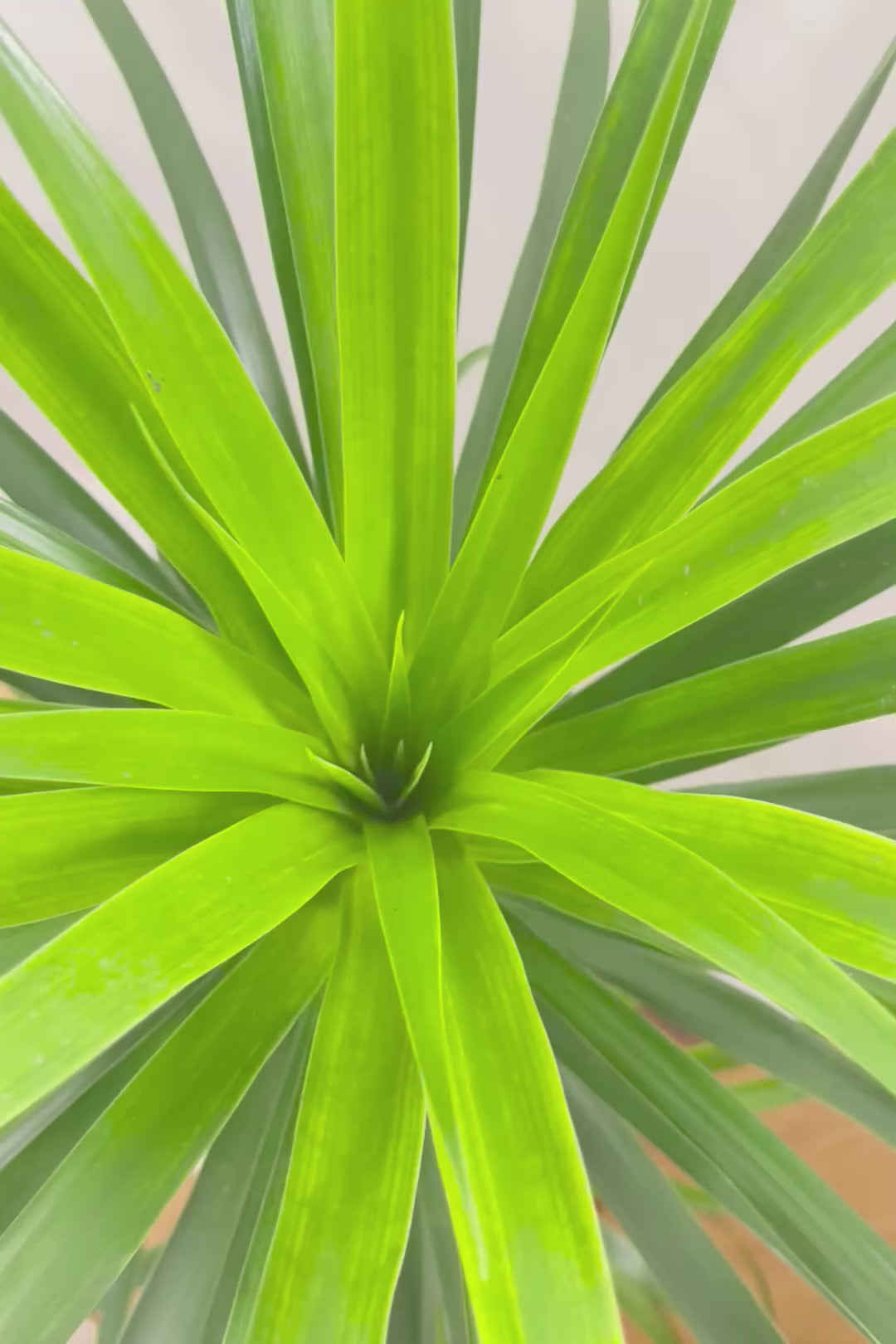 【カンボジアーナ】BIGサイズ！全体のバランスがとってもいい！丈夫で育てやすいのでお部屋のインテリアにぴったり！