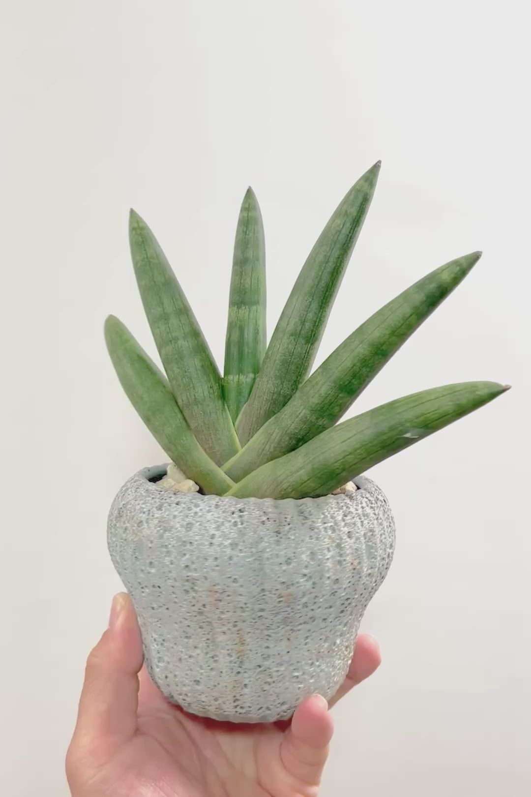 【サンスベリア ブラックボンセレンシス】大好きな品種！シブイ色合いが素敵！無骨な印象のPOTもイイ感じです！