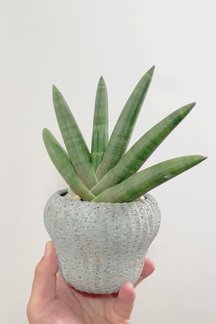 【サンスベリア ブラックボンセレンシス】大好きな品種！シブイ色合いが素敵！無骨な印象のPOTもイイ感じです！