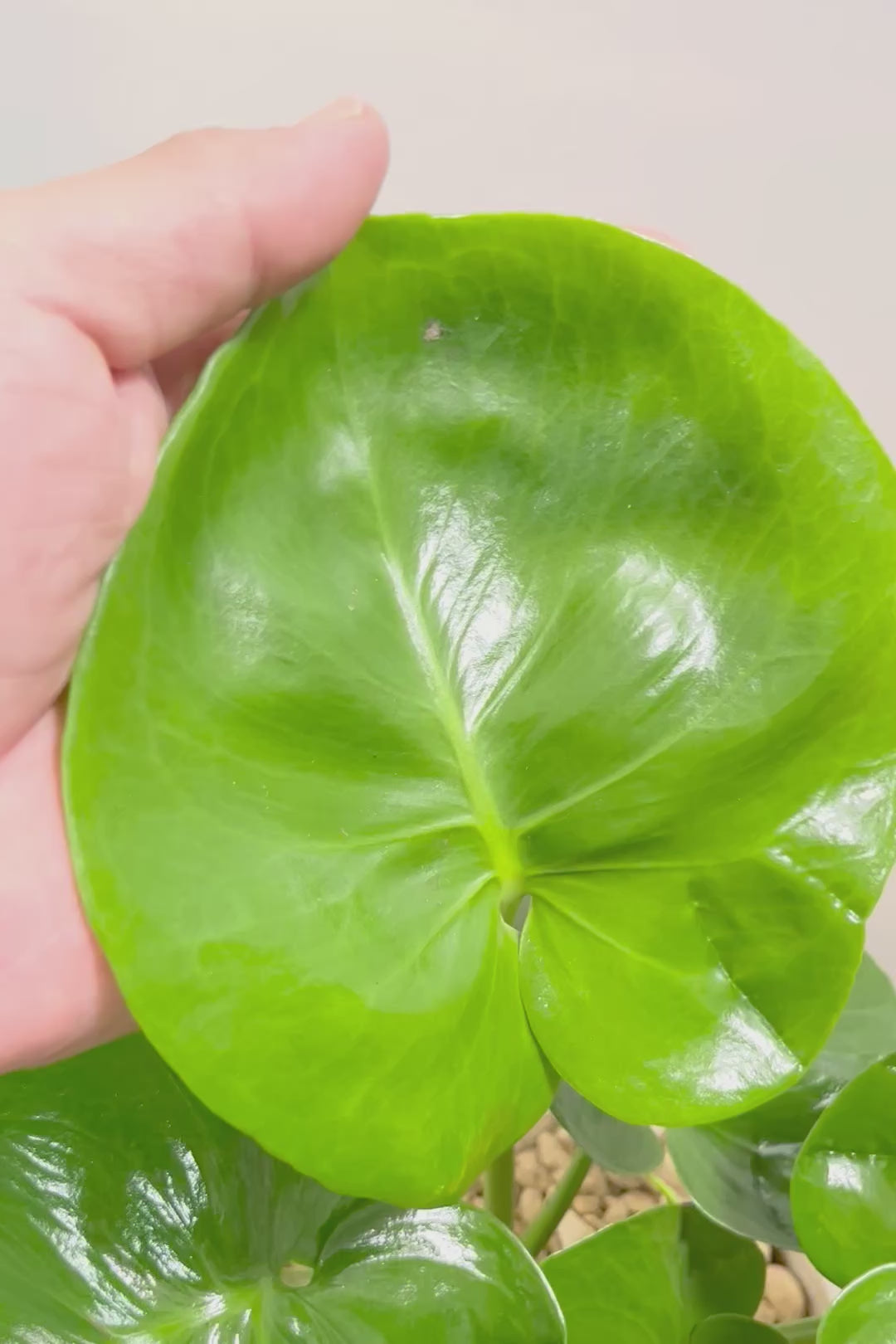 【モンステラ】かわいすぎますよ。だってこんなまん丸の葉っぱなんて…。お椀型のPOTもかわいい♪