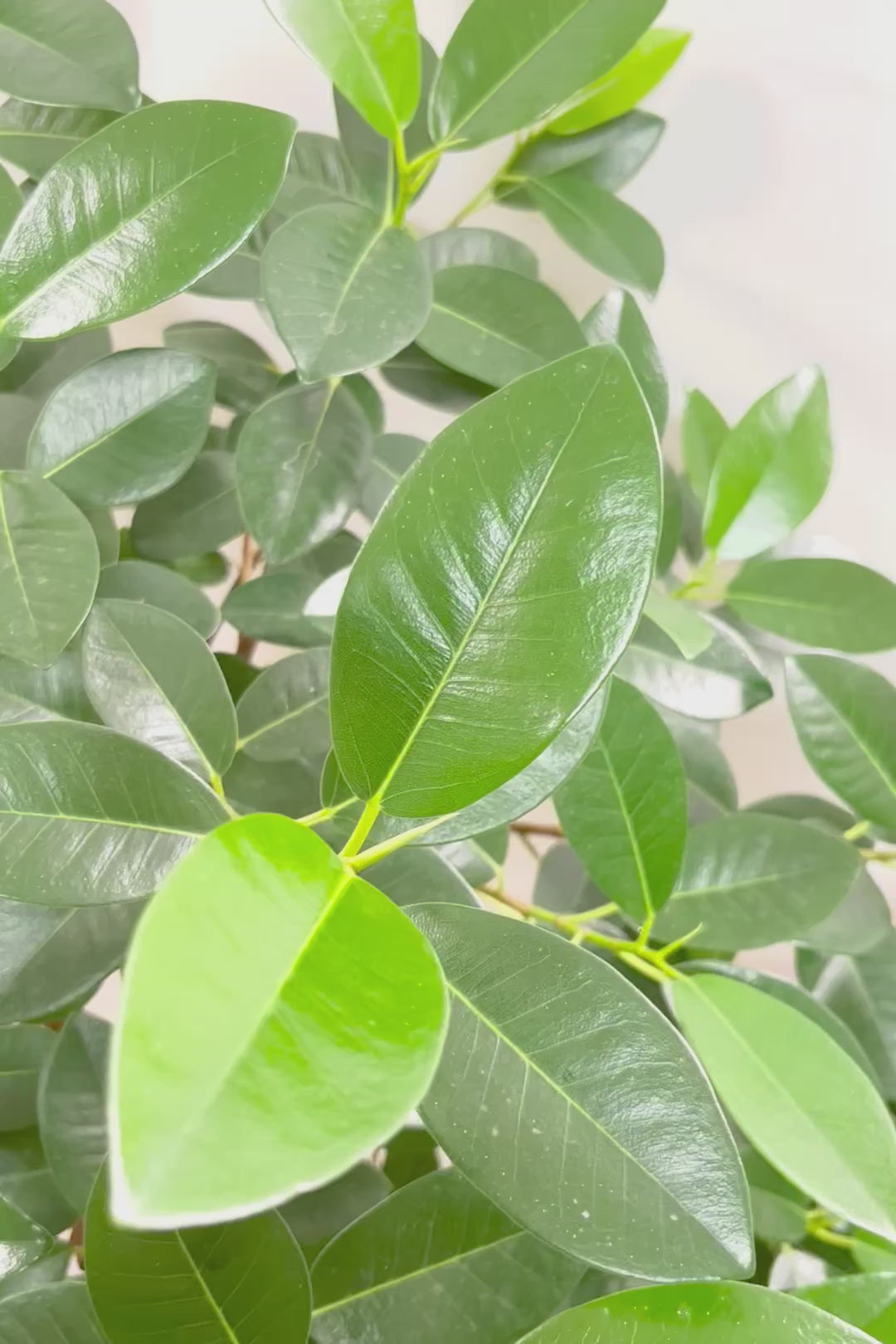 【フランスゴム】ボリュームのあるタイプ！幹のカーブと葉付きが素晴らしく整っています！