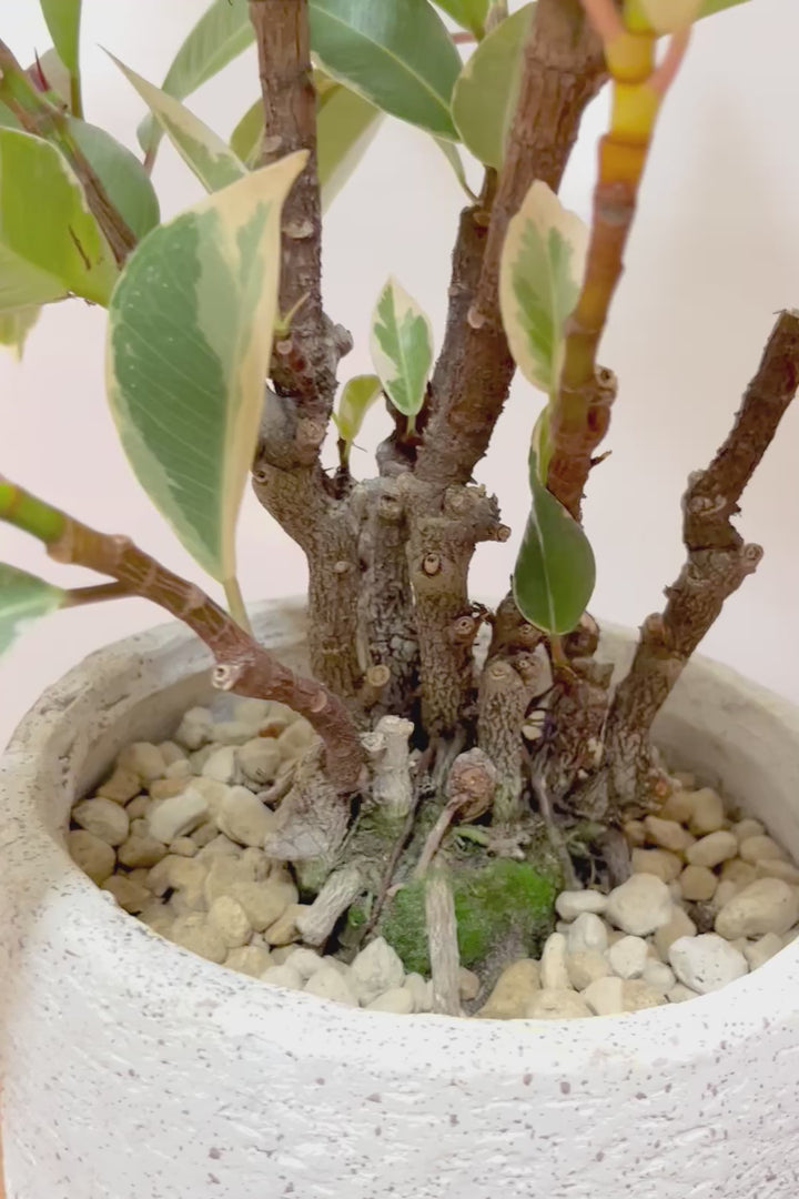 【フィカス ティネケ】真っ白な葉っぱもある！ゴリゴリとした年季を感じる幹！こんな幹の個体は２度と入荷しないと思いますよ！