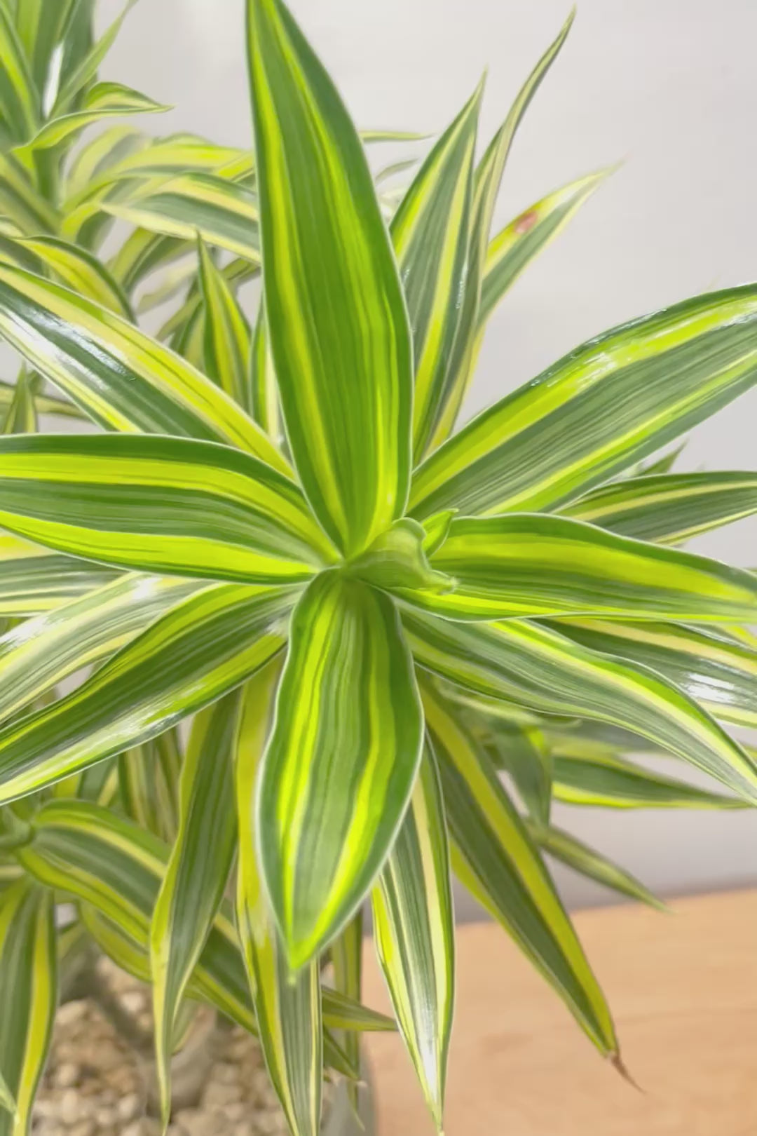 【ドラセナ サイアム】最後の１鉢！希少種！葉色のコントラストが素晴らしい品種です！めったに入荷しませんので是非ともご検討ください！