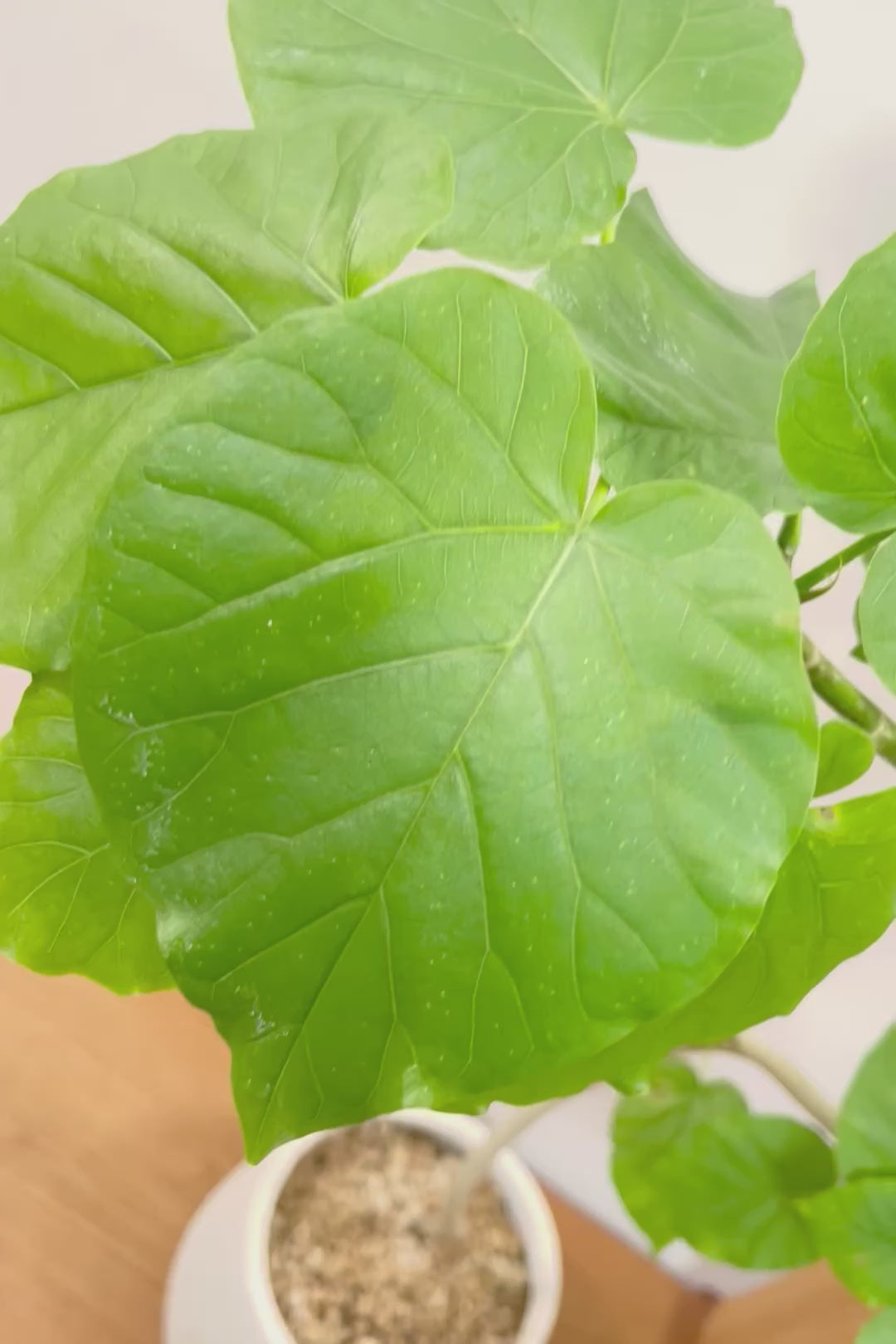 【ウンベラータ】今までにない個性的なカーブ。これは狙って作ることができないのでまさに一期一会です！