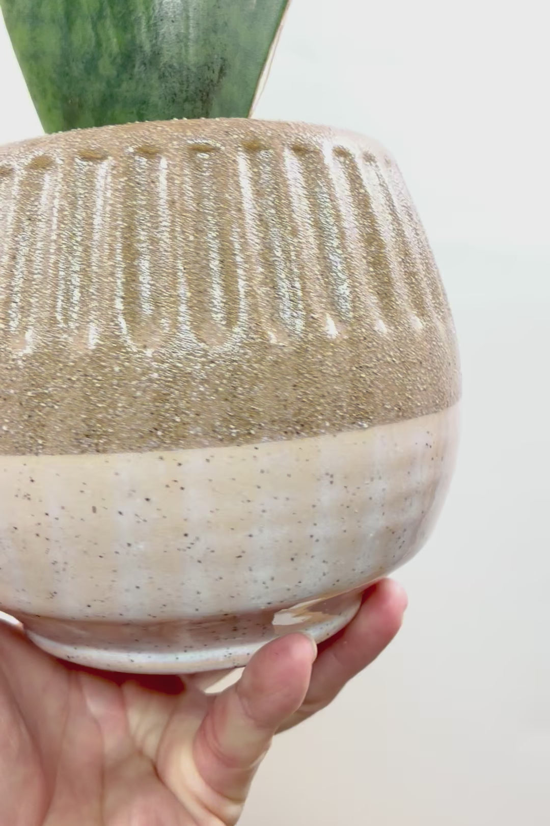 【サンスベリア マッソニアーナ】高さ35cmのシンプルなシルエット！葉っぱ一枚入魂の独特のフォルム！これはインテリアにピッタリだと思います！