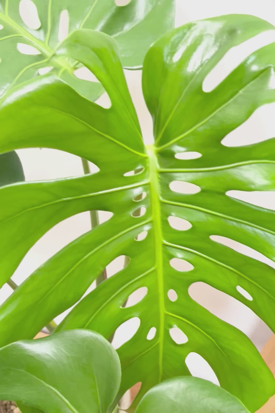 【モンステラ】このサイズは久々です。葉数も多いし何と言っても切れ込みが凄くきれいです！