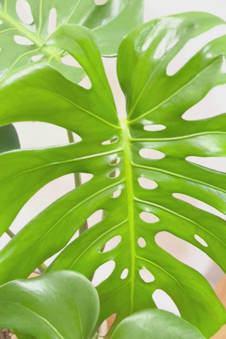 【モンステラ】このサイズは久々です。葉数も多いし何と言っても切れ込みが凄くきれいです！