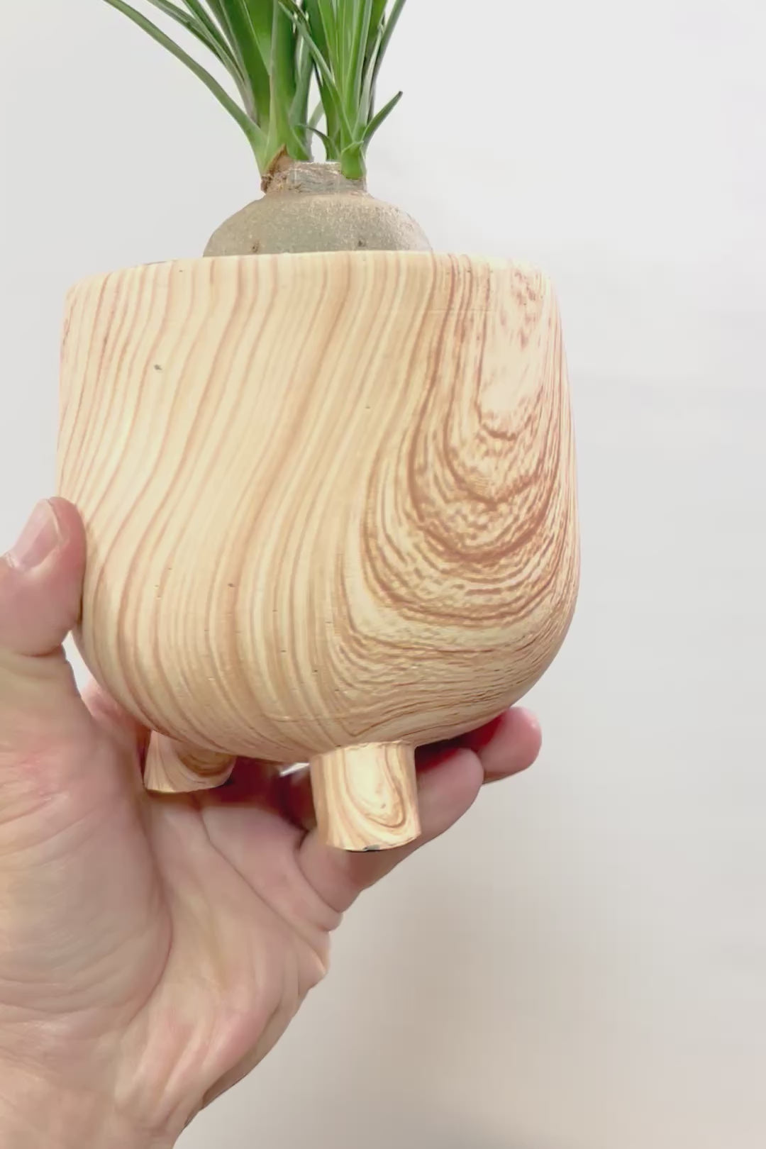 【ノリナ】人気の木目調のPOT！しかも今回はかわいい脚付き！しっかりと葉が締まったいい個体ですよ！