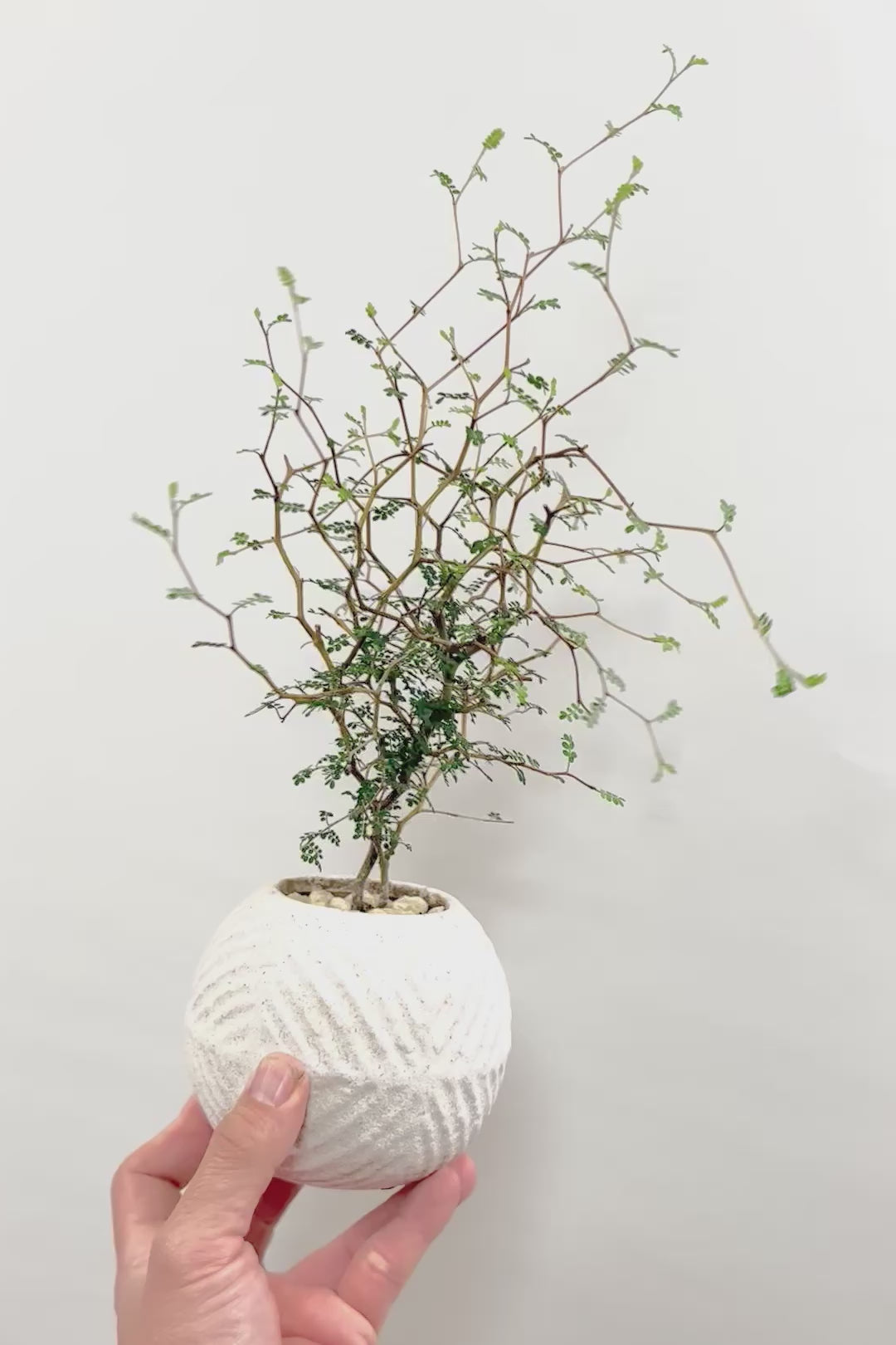 【ソフォラ リトルベイビー】ミニミニのかわいい葉っぱがかわいい!育てやすい観葉植物! 寒さに強い