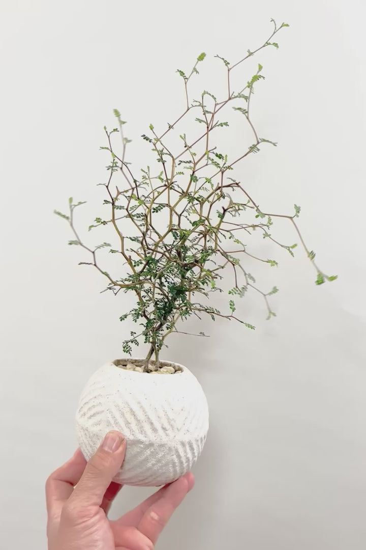 【ソフォラ リトルベイビー】ミニミニのかわいい葉っぱがかわいい!育てやすい観葉植物! 寒さに強い