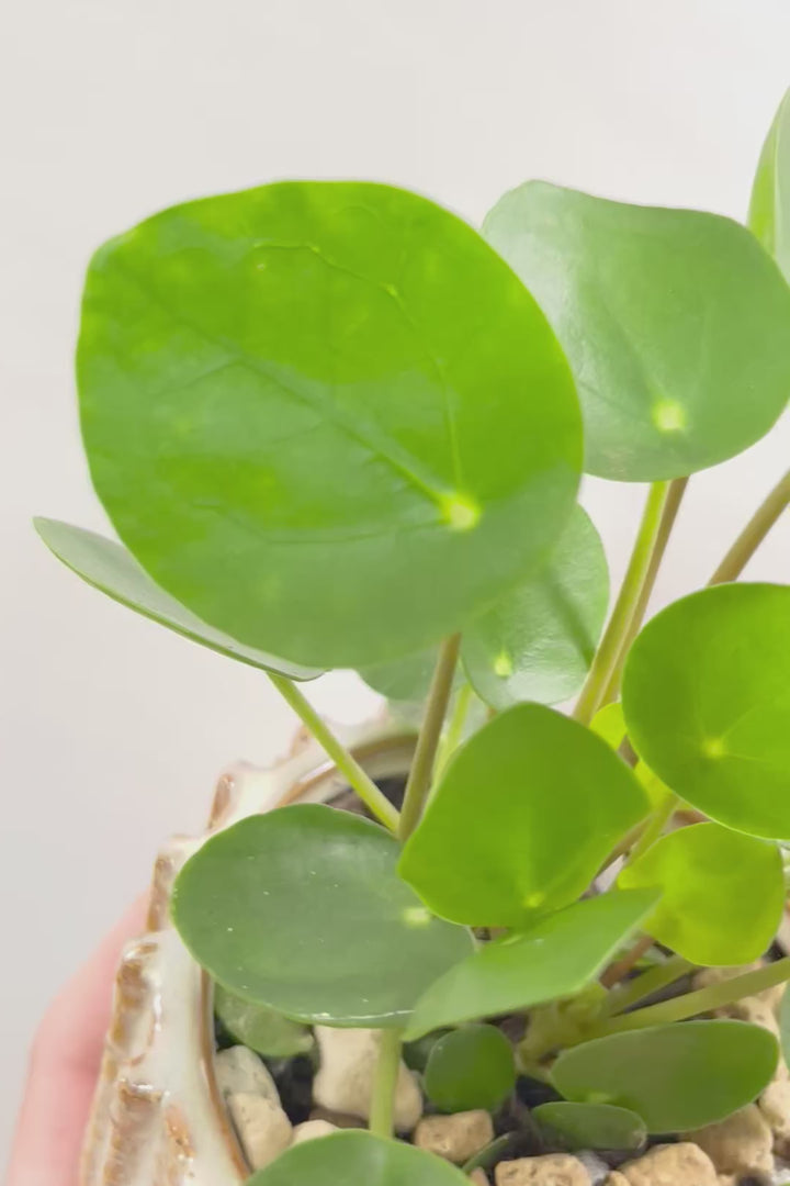 【ピレア ペペロミオイデス】まん丸の葉がかわいい！子株が出てきてどんどん増える生長力旺盛な子です！