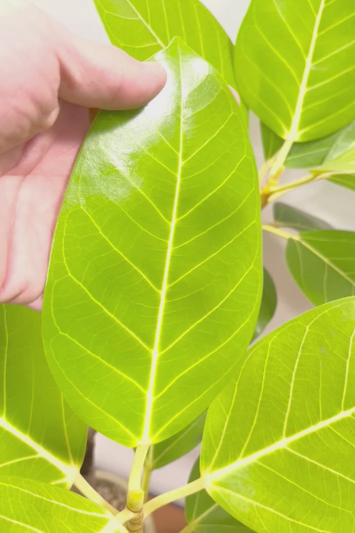 【フィカス ゴールド】久々の入荷！葉がゴールド一色の希少なフィカス。しかもここまで個性的な樹形は更に希少！