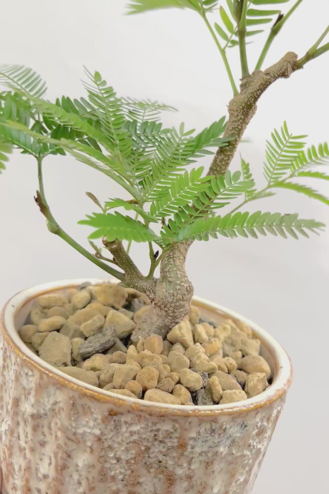 【エバーフレッシュ】作り込まれた雰囲気のある素敵な樹形！葉のバランスがとてもイイ感じですのでおススメです！