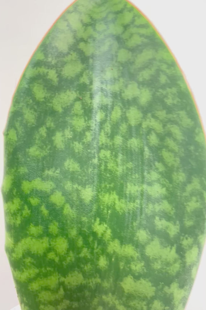 【サンスベリア マッソニアーナ】ホワイトのかわいい脚付きのPOT！葉っぱ一枚入魂の独特のフォルム！これはインテリアにピッタリ！