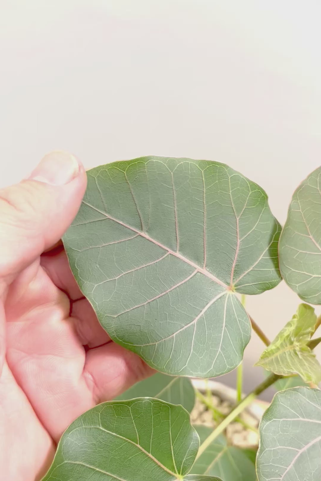 【フィカス ペティオラリス】特徴は真っ赤な葉脈！しっかりとした幹が美しく、インテリアに人気です!!
