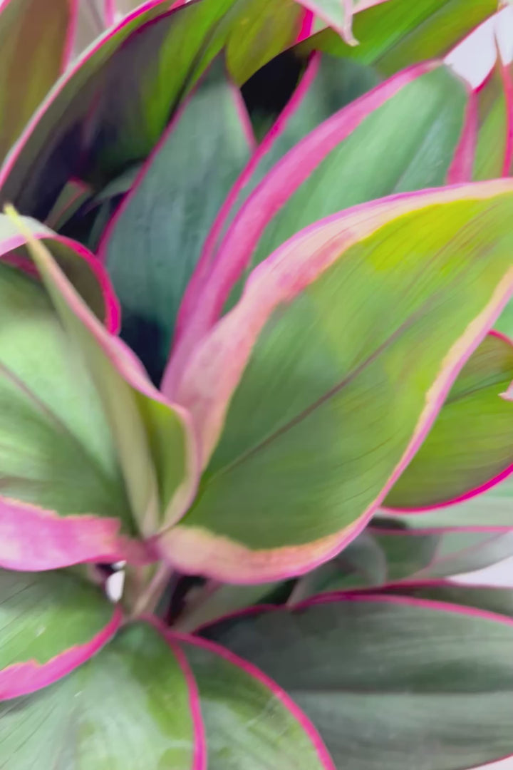 【コルジリネ レッドエッジ】今が一番美しい葉色！長い時間をかけて作られた素晴らしい逸品です！