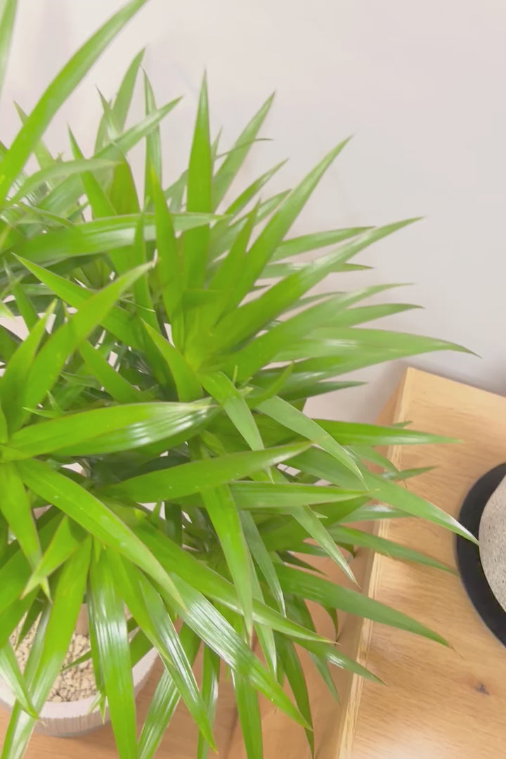 【ナビ】沖縄でじっくりと育てられたボリュームがあるスタイリッシュな樹形！他にはない樹形です！