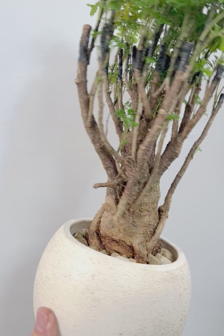 【ポリシャス パセリ】豪快でワイルドな幹。温暖な鹿児島県でじっくりと育てられました！細やかな葉っぱとゴリゴリの幹が素敵！