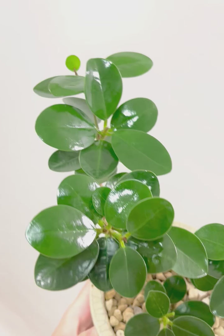 【パンダガジュマル】かわいい色合いのPOT！そして個性のある盆栽仕立て！ガジュマルの中でも更に極小のかわいい葉です♪