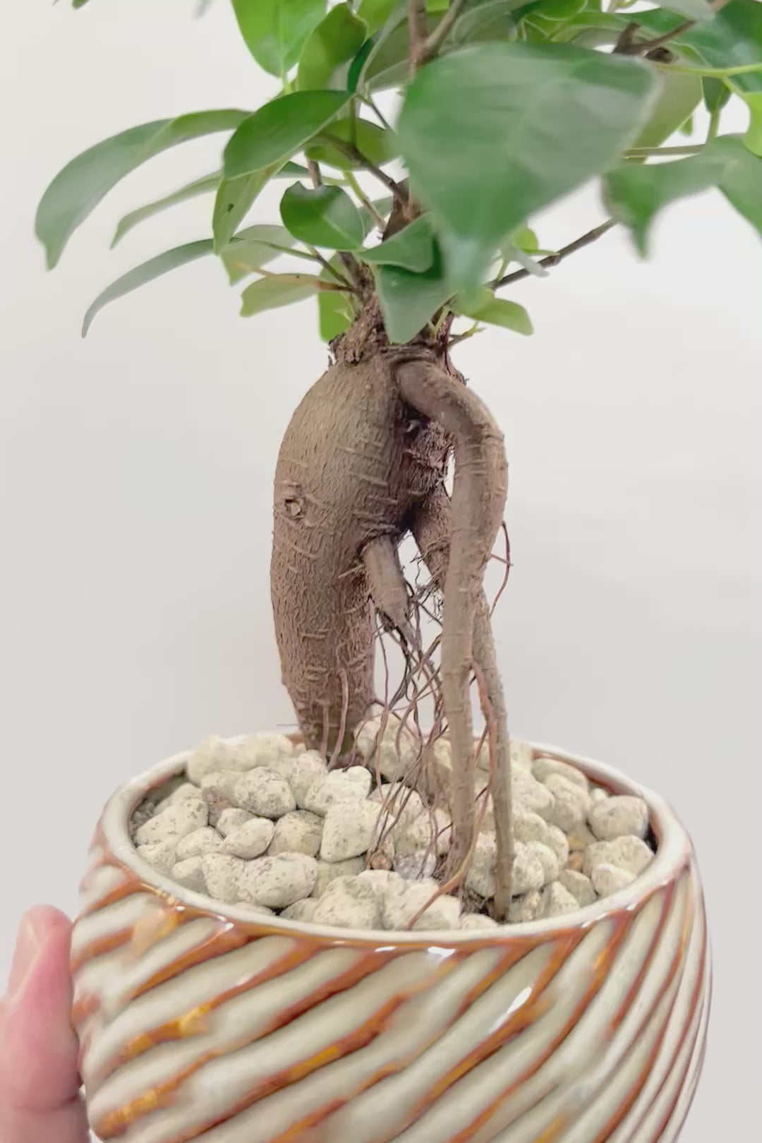 【ガジュマル】全高30cmのかわいいサイズ！支えあった幹がカワイイ♪見ていて飽きることがない樹形です！