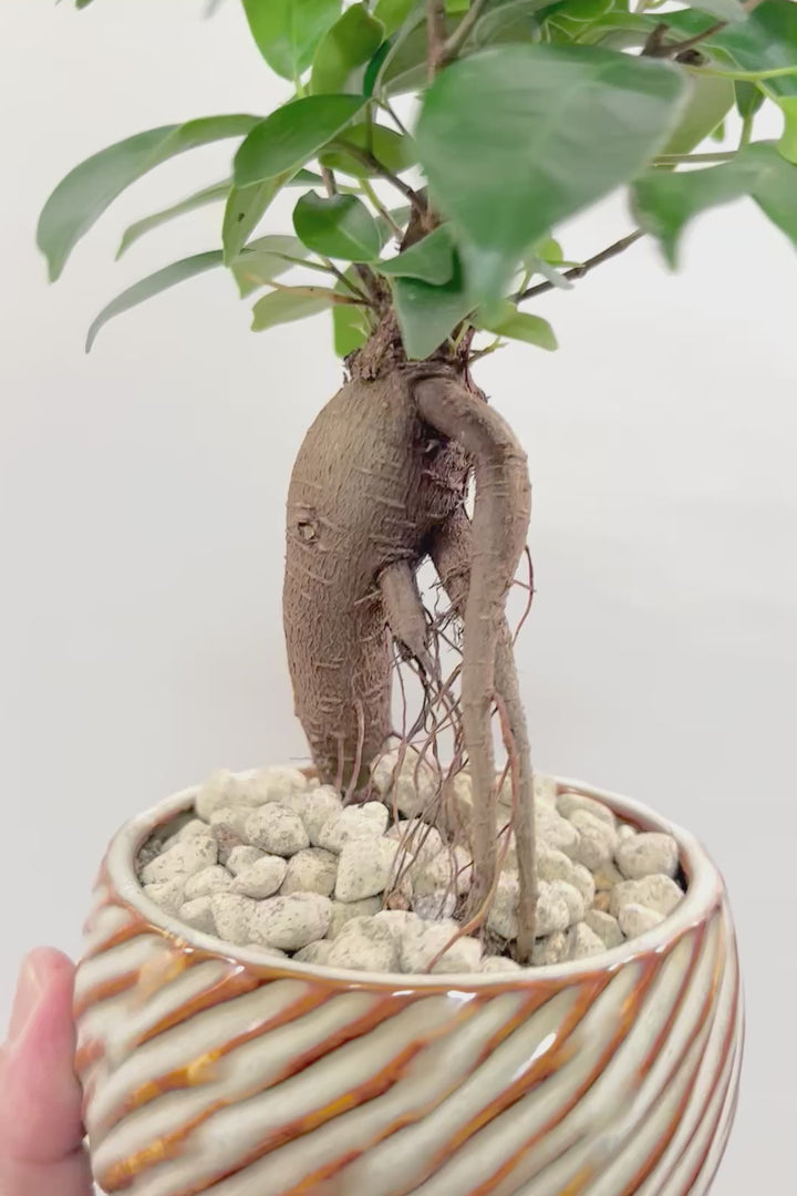 【ガジュマル】全高30cmのかわいいサイズ！支えあった幹がカワイイ♪見ていて飽きることがない樹形です！