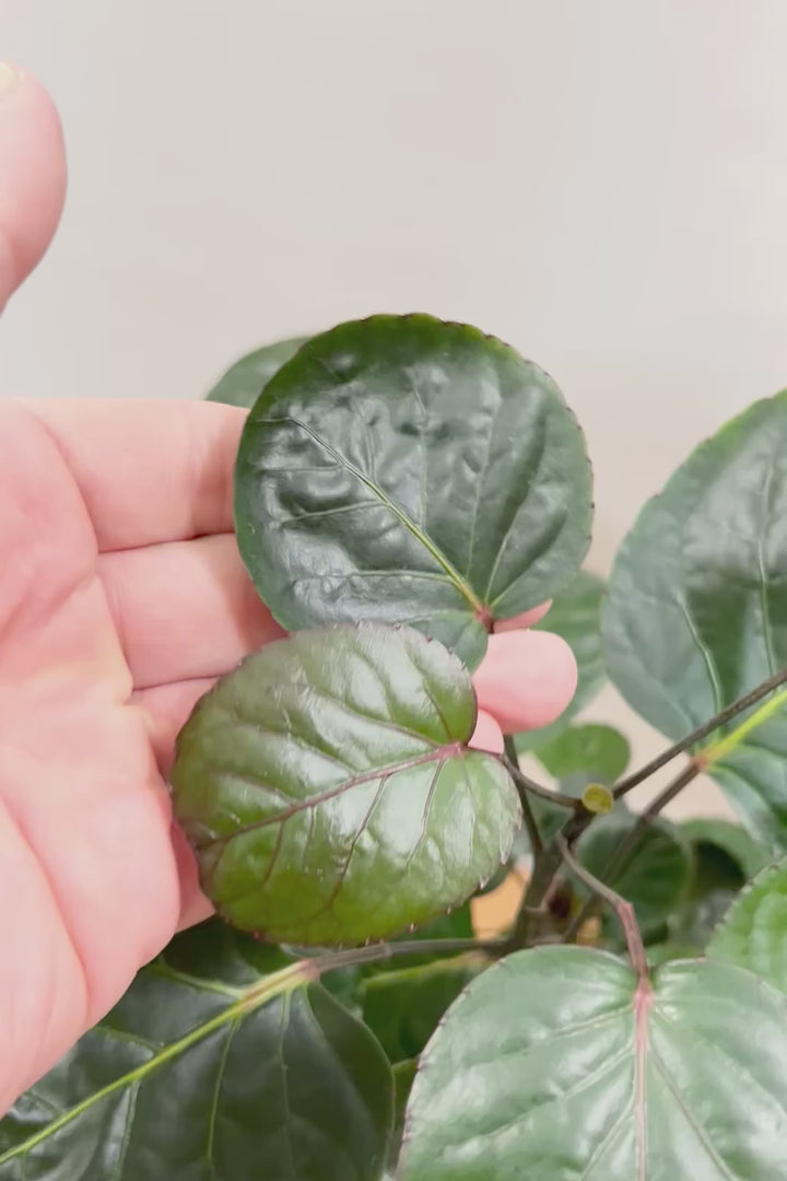 【ポリシャス ファビアン】ラストの１鉢！まん丸のかわいい葉っぱ。ダークグリーンの葉がとても渋くていい感じです♪