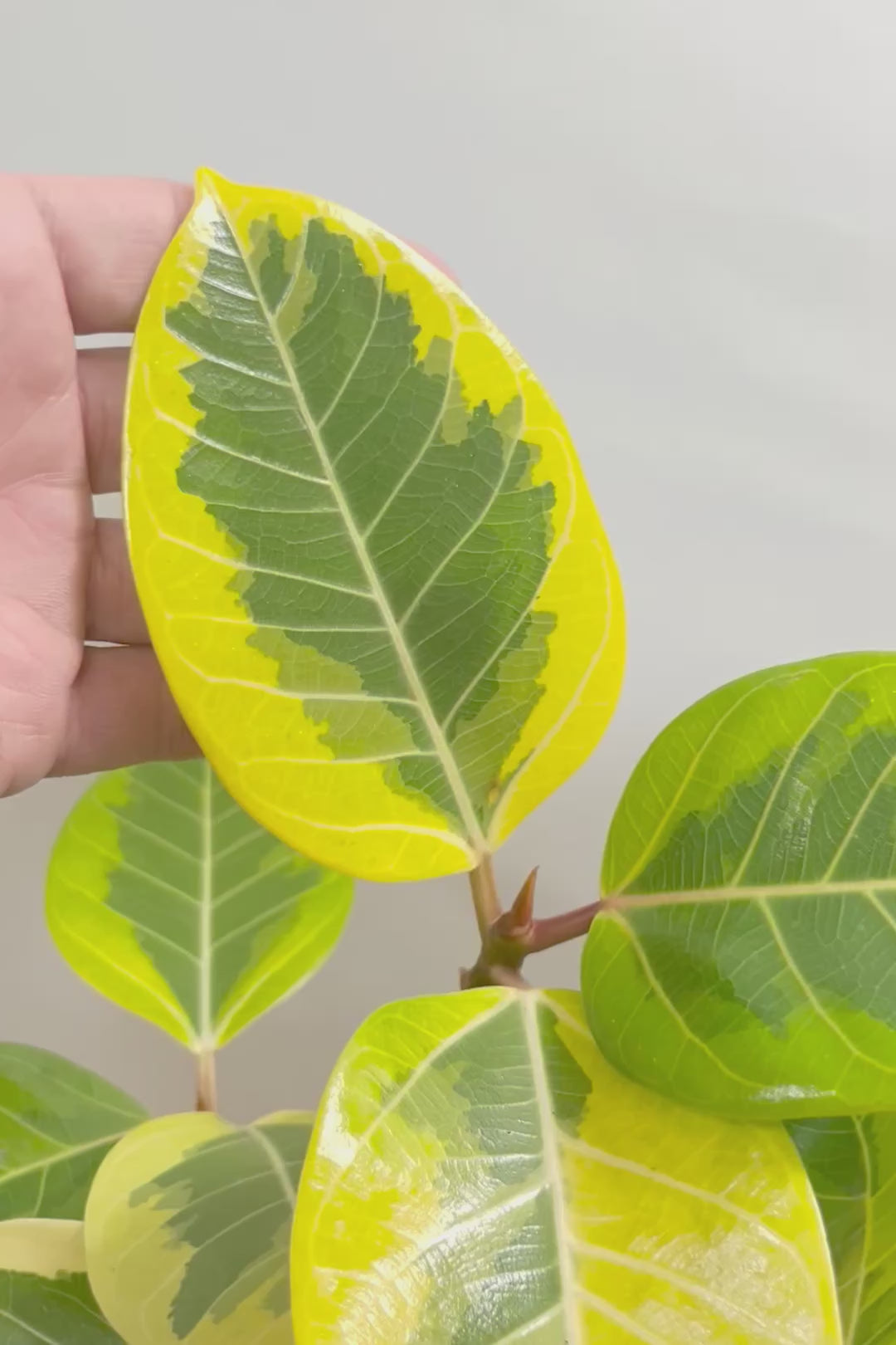 【アルテシマ】この幹は唯一無二だと思います！太くて立派なので今後の生長がとても楽しみです！