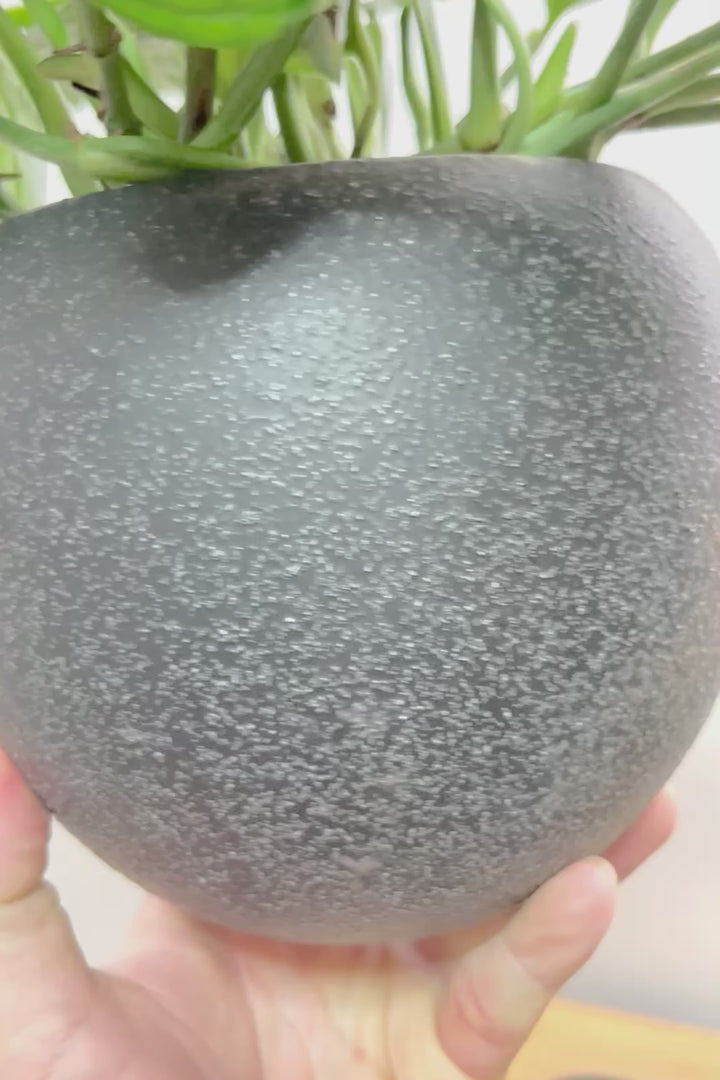 【モンステラ ジェイドシャトルコック】全高38cmのボリュームあるタイプ！表面が立体的な模様！愛知県のこだわり生産者さんが手がけた素晴らしい個体です！