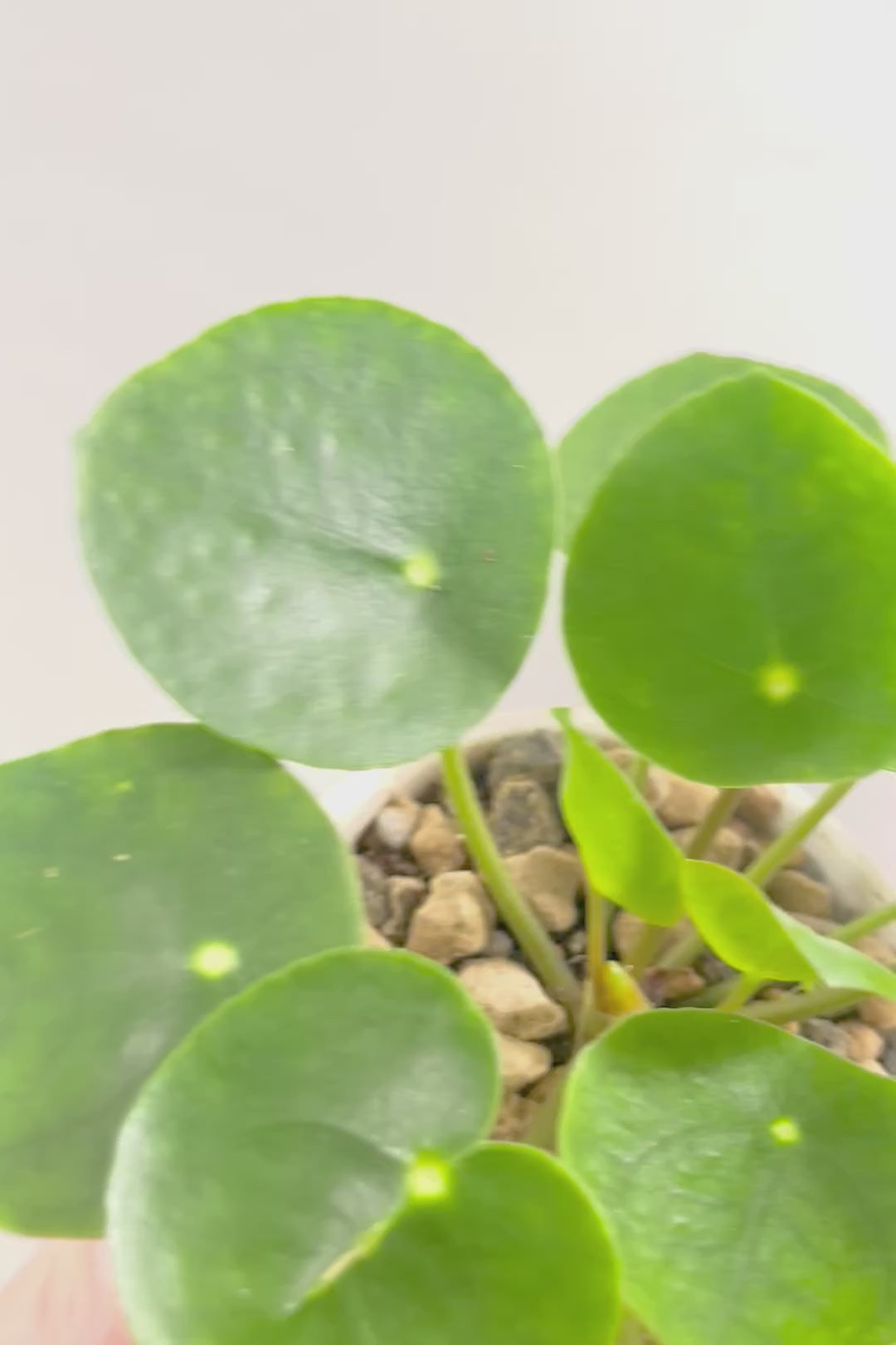 【ピレア ペペロミオイデス】まん丸の葉がかわいい！子株が出てきてどんどん増える生長力旺盛な子です！