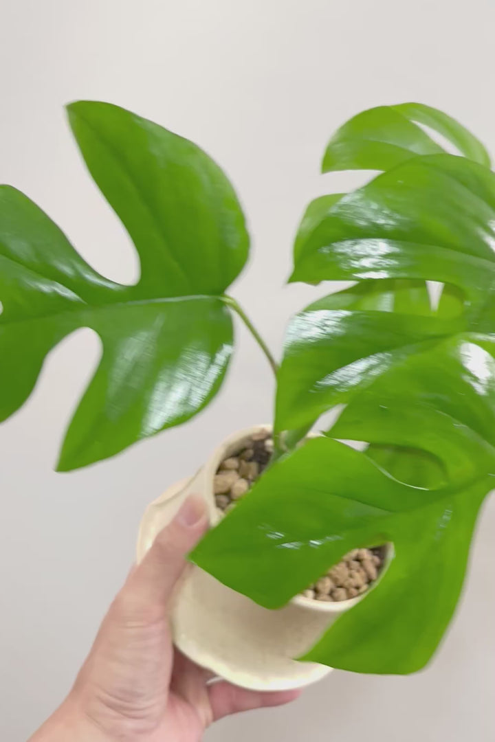 【モンステラ ミニマ】ナチュラルなアイボリーのPOT！癒しのナチュラル樹形！シンプルな中に奥深しさがありますよ！