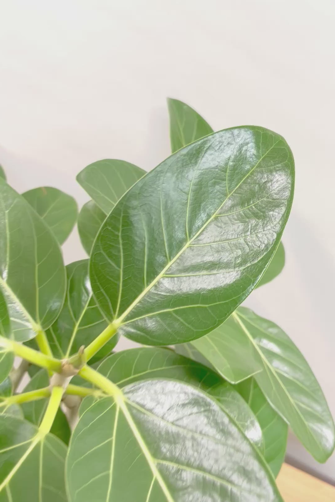 【ベンガレンシス】この樹形はイイ！温暖な鹿児島県で生長したしっかりとした幹！自信を持っておすすめします！