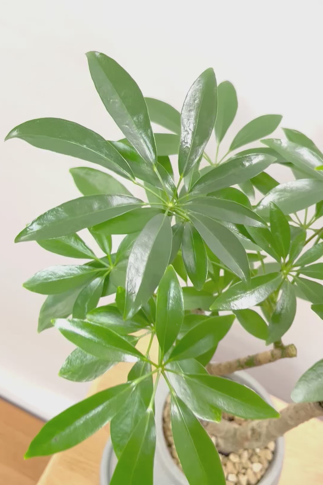 【シェフレラ コンパクタ】雰囲気がある素敵な樹形！ここまでしっかりと育てられたものは希少です！