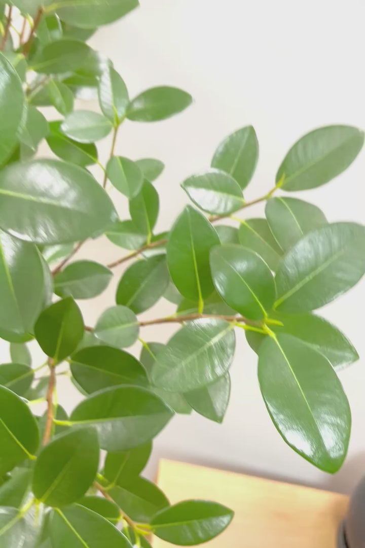 【フランスゴム】ボリュームのあるタイプ！シンプルでイイ感じの樹形なのでお部屋のシンボルツリーにいかがでしょうか？