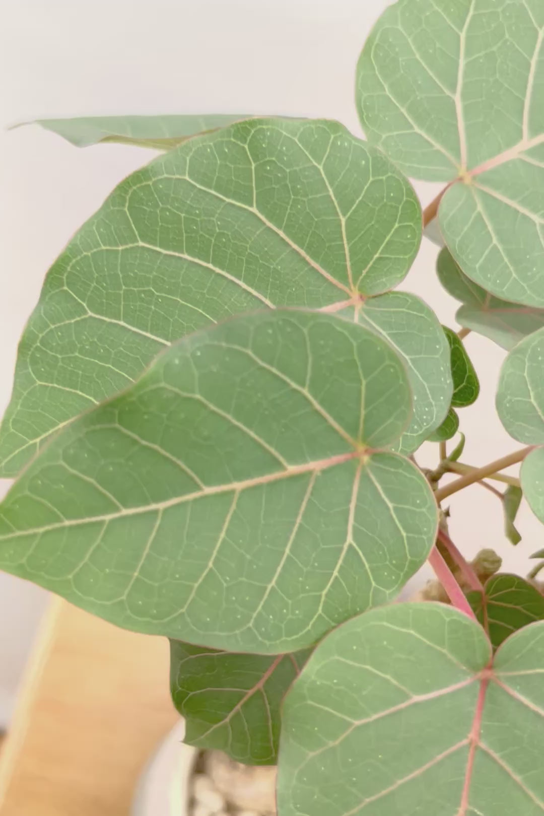 【フィカス ペティオラリス】全高45cm！この植物の特徴は真っ赤な葉脈！しっかりとした幹が美しく、インテリアに人気です!!